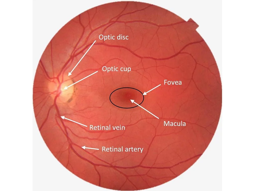 comprehensive-eye_0001_comprehensive-eye-2